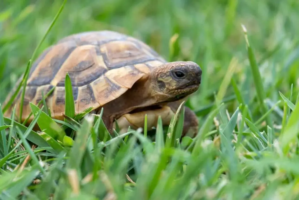 Come regolarizzare tartarughe di terra
